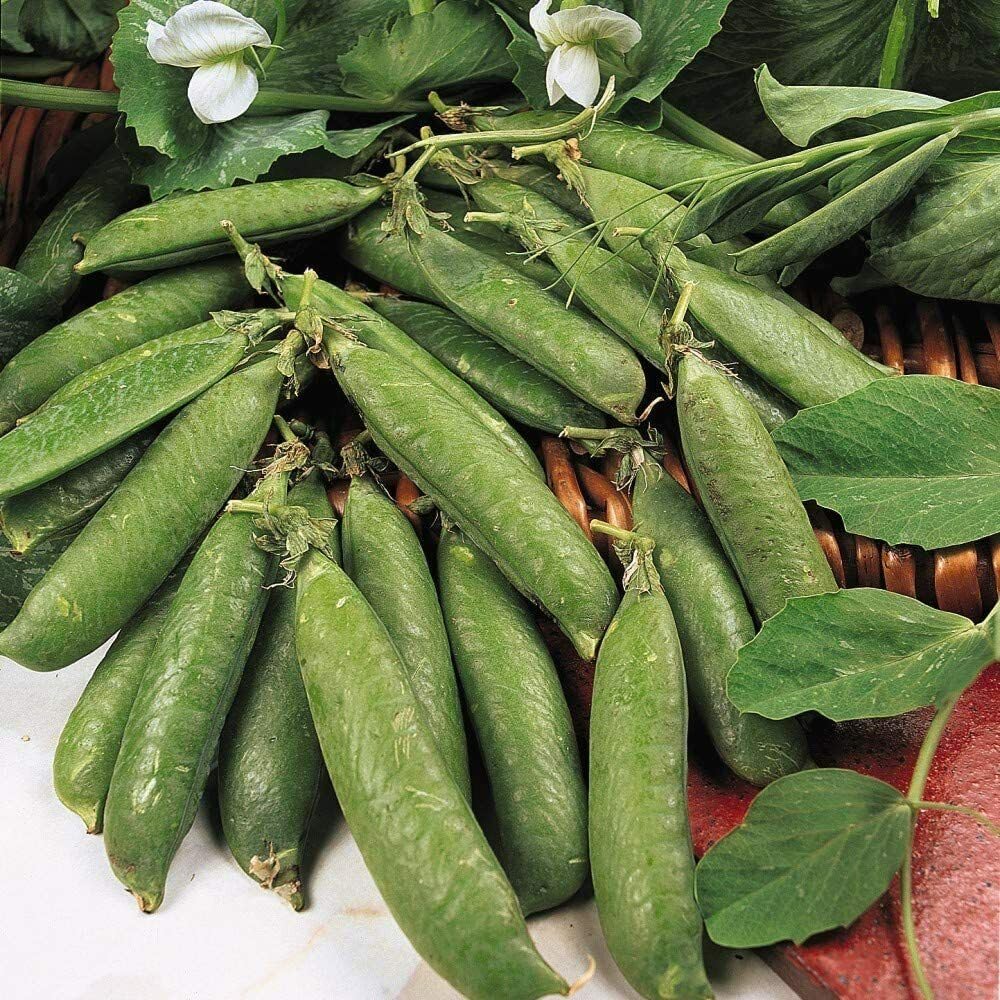 Buy4seeds Pea - AVOLA - 300 Seeds - Hardy Early Easy to Garden Yard Patio