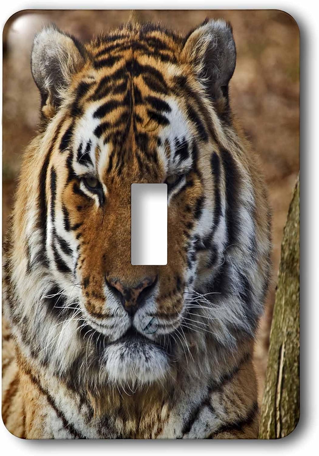 3dRose LLC lsp_90368_1 Bengal Tiger, Louisville Zoo, Louisville, Kentuckym Us18 Aje0301m Adam Jones Single Toggle Switch