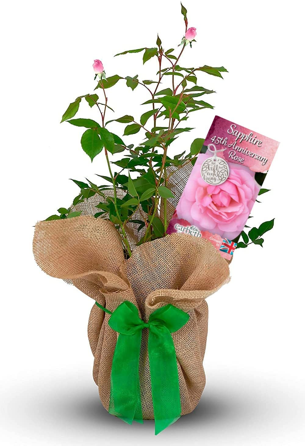 Carbeth Plants Sapphire 45th Wedding Anniversary Rose Gift in 3L Pot - Beautiful Pink Hybrid Tea Gift Wrapped Rose for Garden, Patio & Containers
