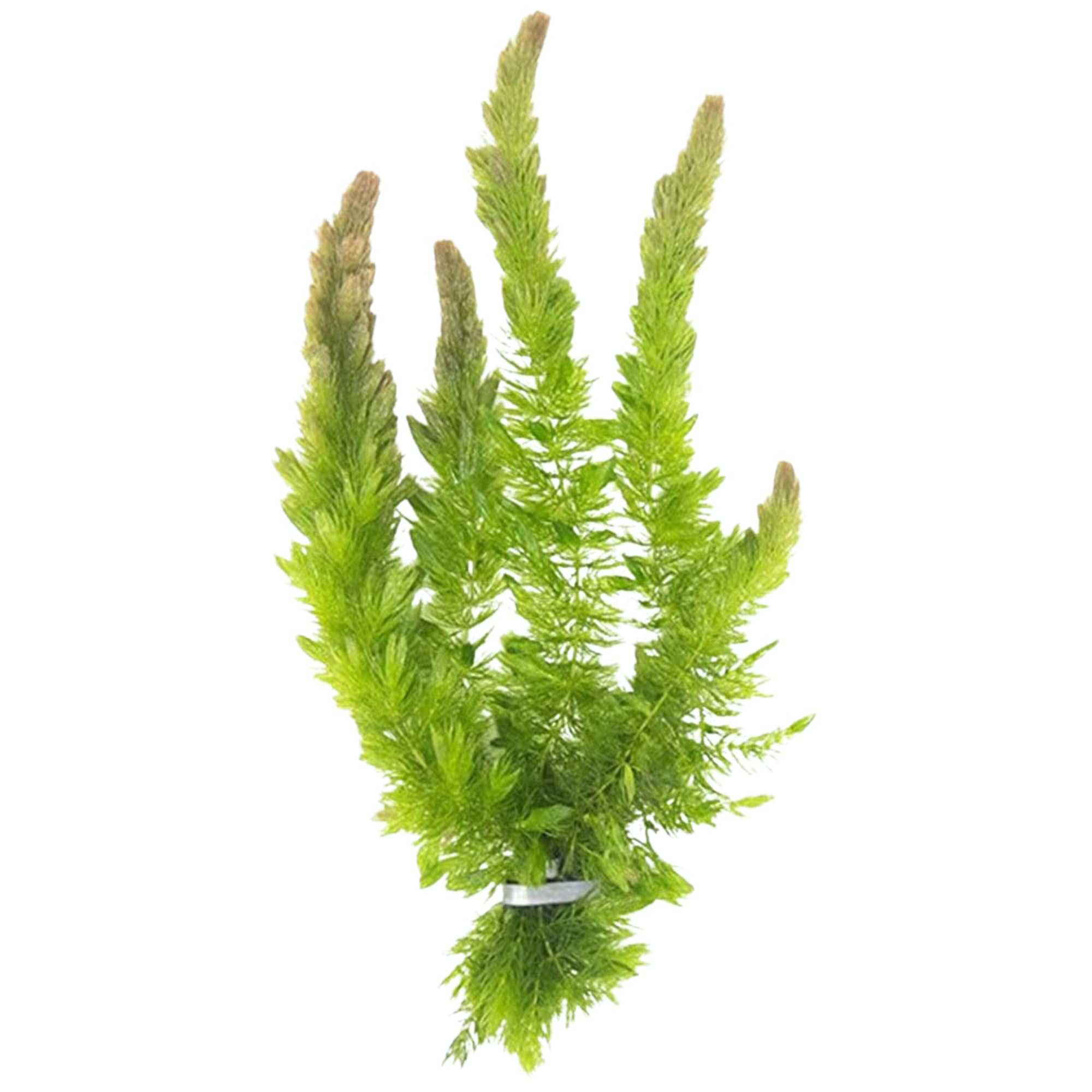 CANTON Hornwort