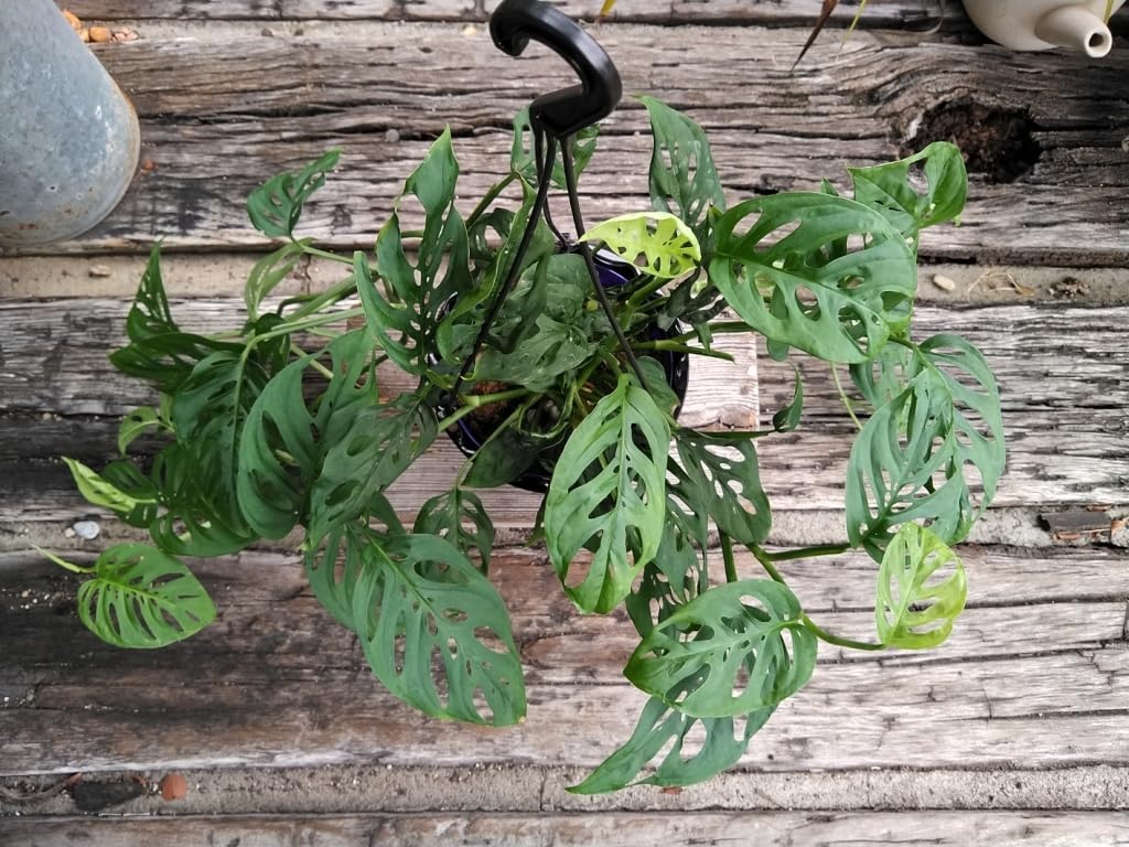Amazon.co.jp: モンステララニアータ＊Monstera adansonii ver Laniata