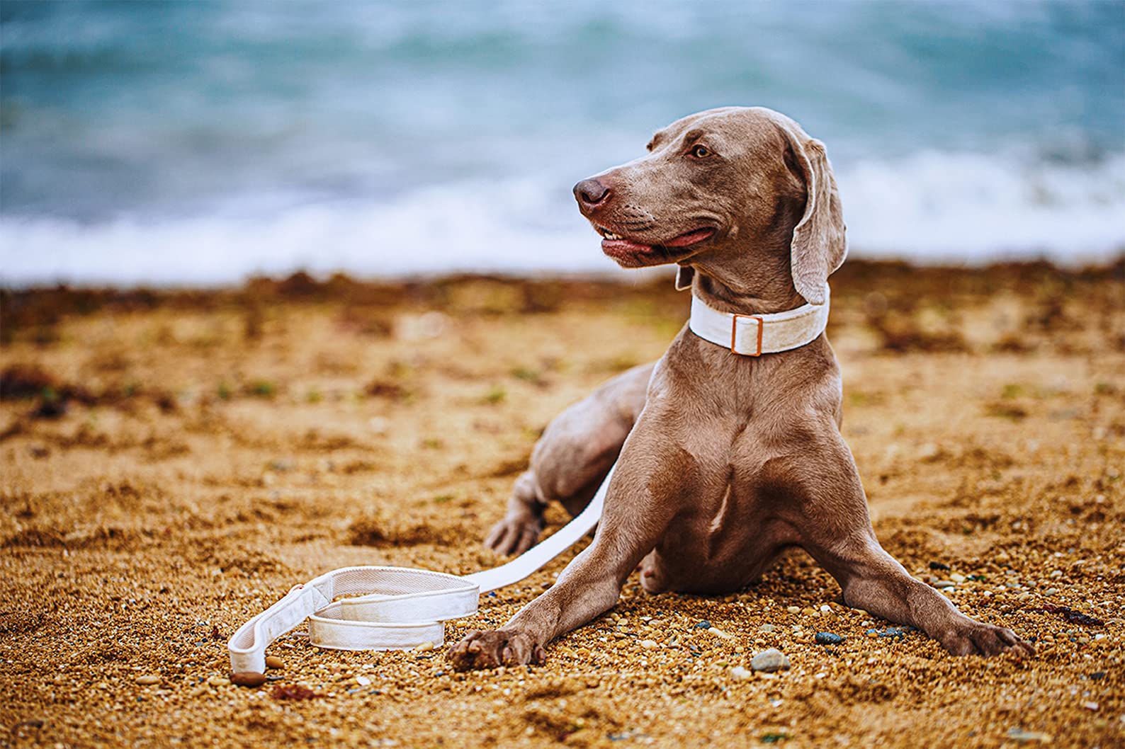 ARING PET Samt-Hundehalsband-Set – Weiches Samthalsband Mit Leine, Verstellbar Für Kleine Bis Große Hunde