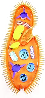 NewPath Paramecium 3-D Paper Model Making Kit - Individual Student Edition (24-7727)