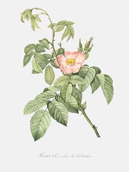 LIVESTOCK Vintage Flower Wall Art Print - Turpentine Rose Rosa Villosa Therebenthina by Famed Royal Painter Pierre-Joseph Redoute, 18th 19th Century Botanical Poster, Gold frame, 18x24