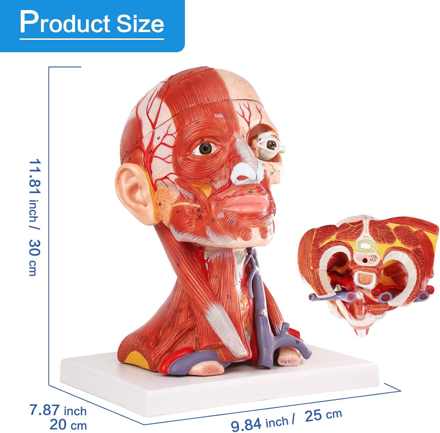 2025 New 10 Parts Life Size Human Head and Neck W/Brain Model, Numbered Anatomical Head and Neck Muscle with Vessels Nerves and Brain Model for for Medical Teaching Science Learning Education Tool