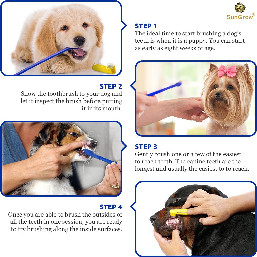 What Age Should You Start Brushing A Puppys Teeth