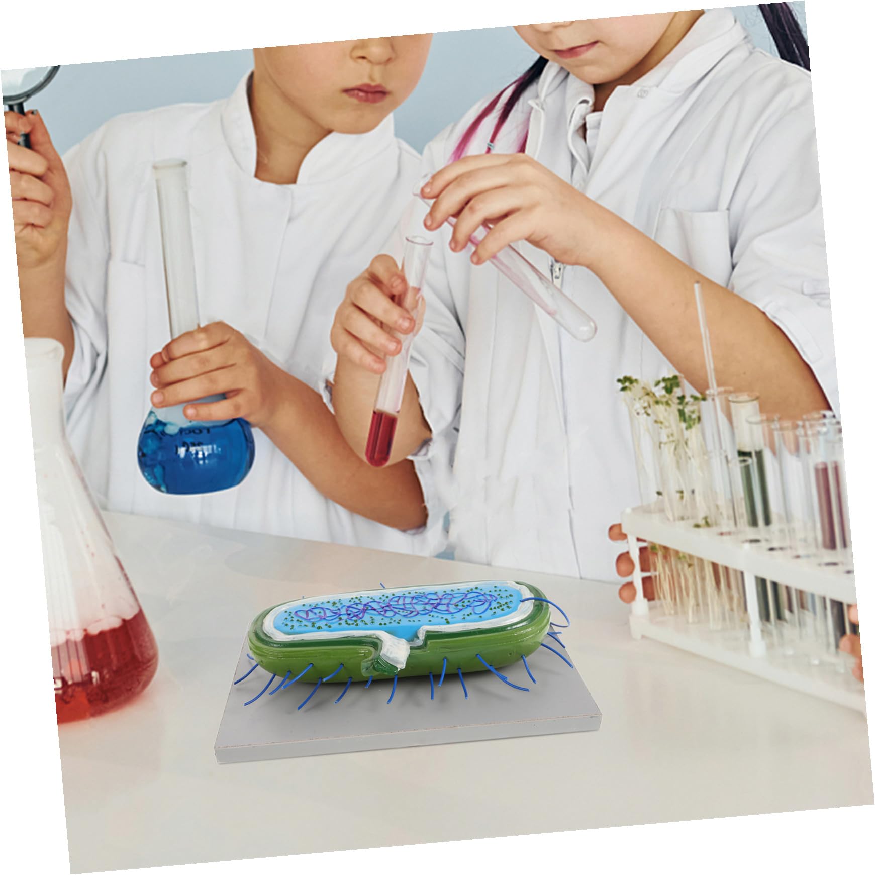 Modelli Didattici di Microbiologia in Pvc per Studenti Struttura Realistica e Design Estetico, Sussidi Didattici per L'insegnamento e Divulgazione Scientifica