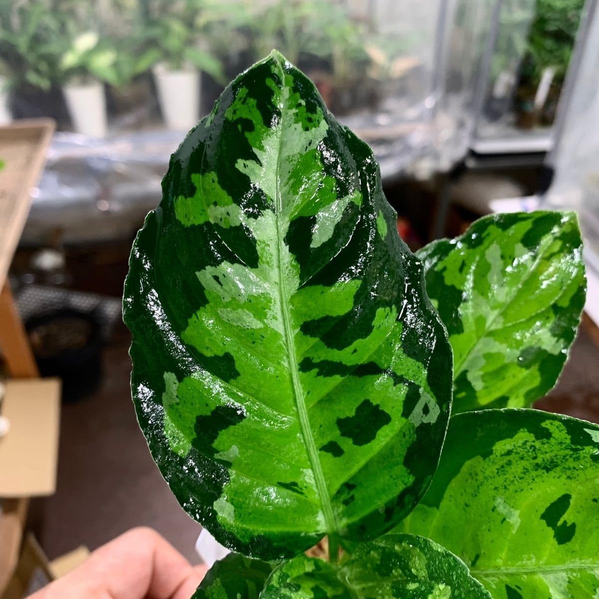 アグラオネマ ピクタム　Aglaonema pictum Amazon.co.jp: 1058 アグラオネマ ピクタム 増殖株 Aglaonema