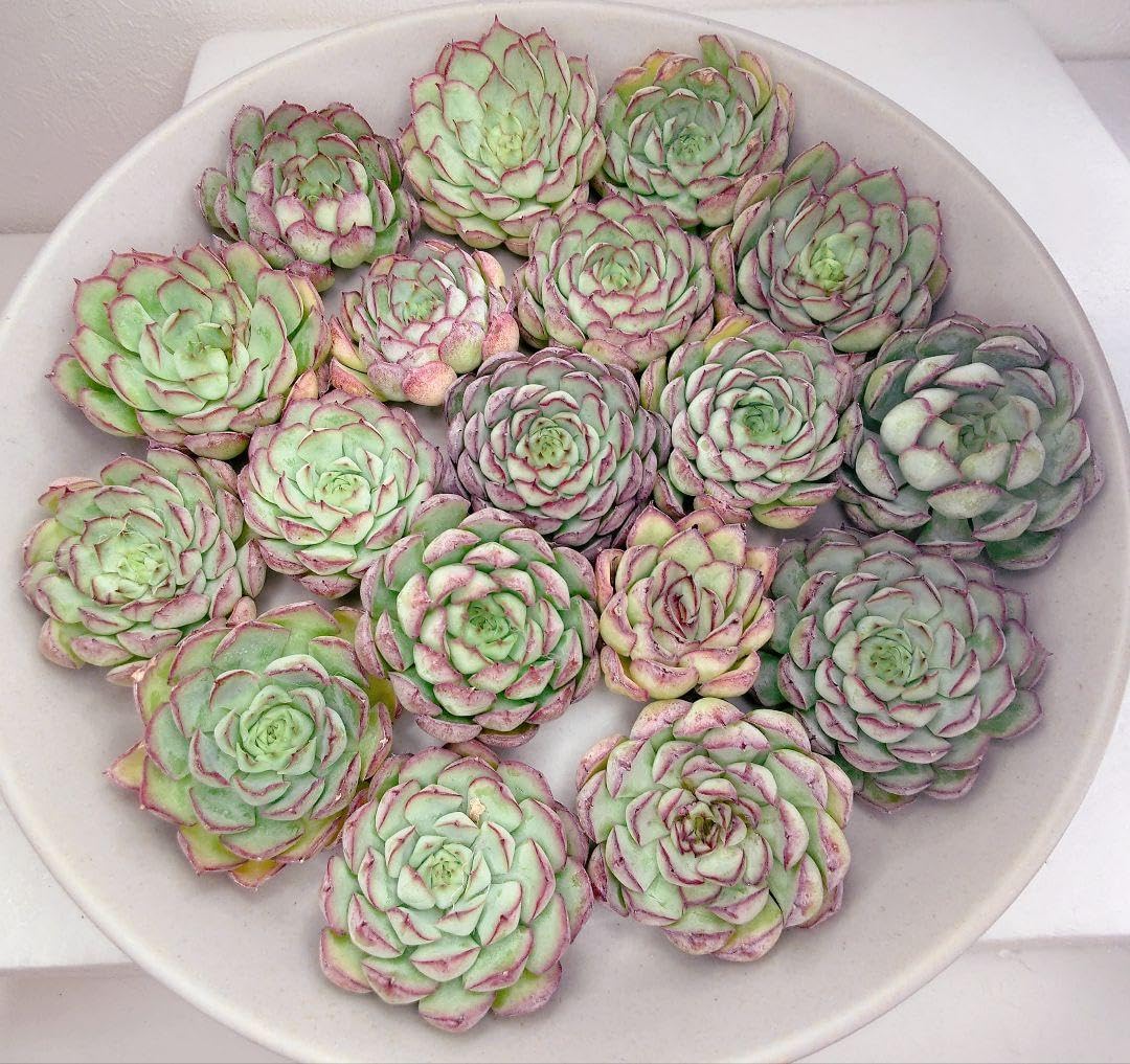 Amazon.co.jp: 超美苗大苗超レア幻のバラ18苗エケベリア多肉植物韓国苗