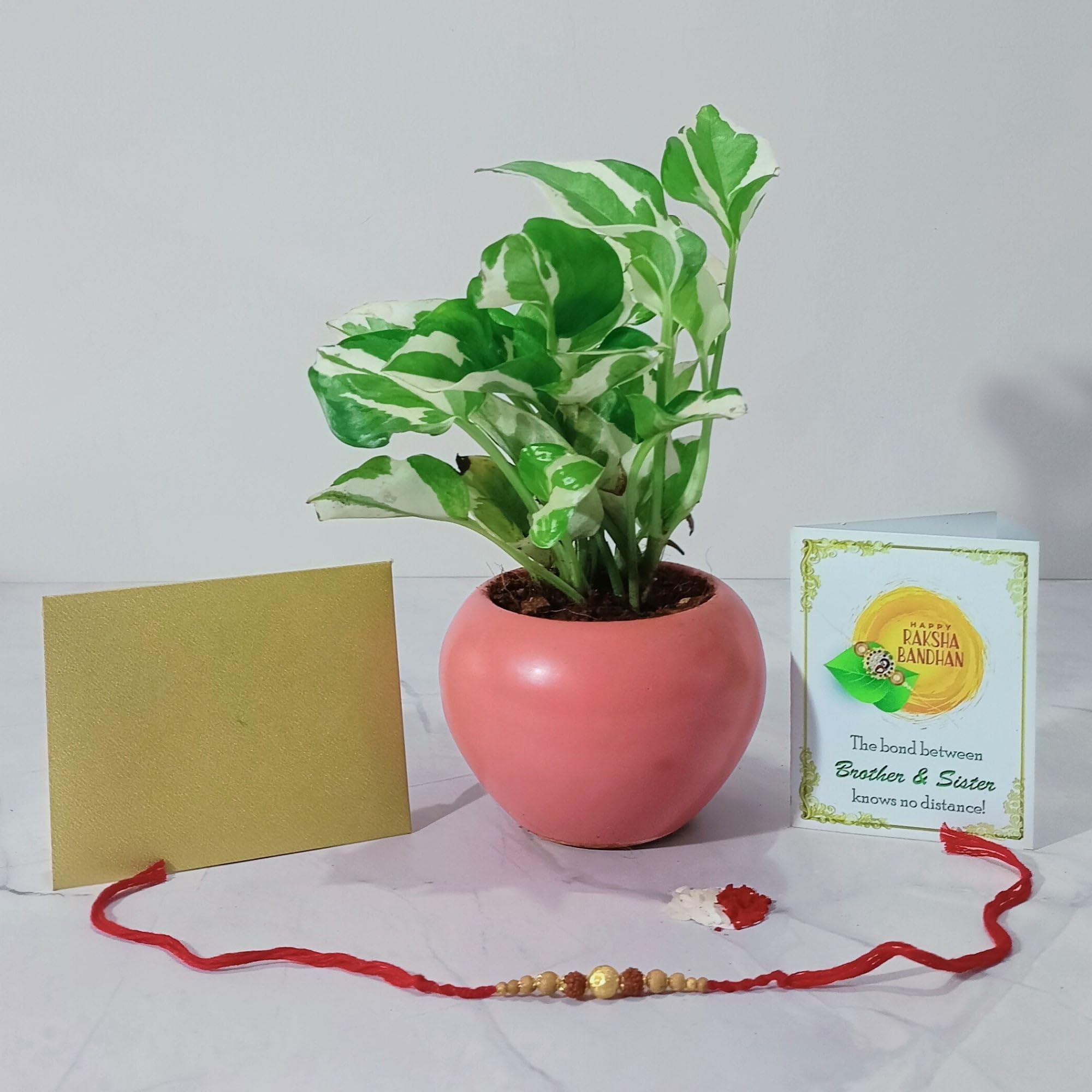 See full amazon price history chart for Rolling Nature Rakhi Combo of Good Luck Air Purifying Live Njoy Money Plant in Mini Apple Coral Pink Ceramic Pot | Rakshabandhan Gifts | Natural Plants Rolling Nature Rakhi Combo of Good Luck Air Purifying Live Njoy Money Plant in Mini Apple Coral Pink Ceramic Pot | Rakshabandhan Gifts | Natural Plants (B0D9SB4L24) Amazon Price History, Amazon Price Tracker