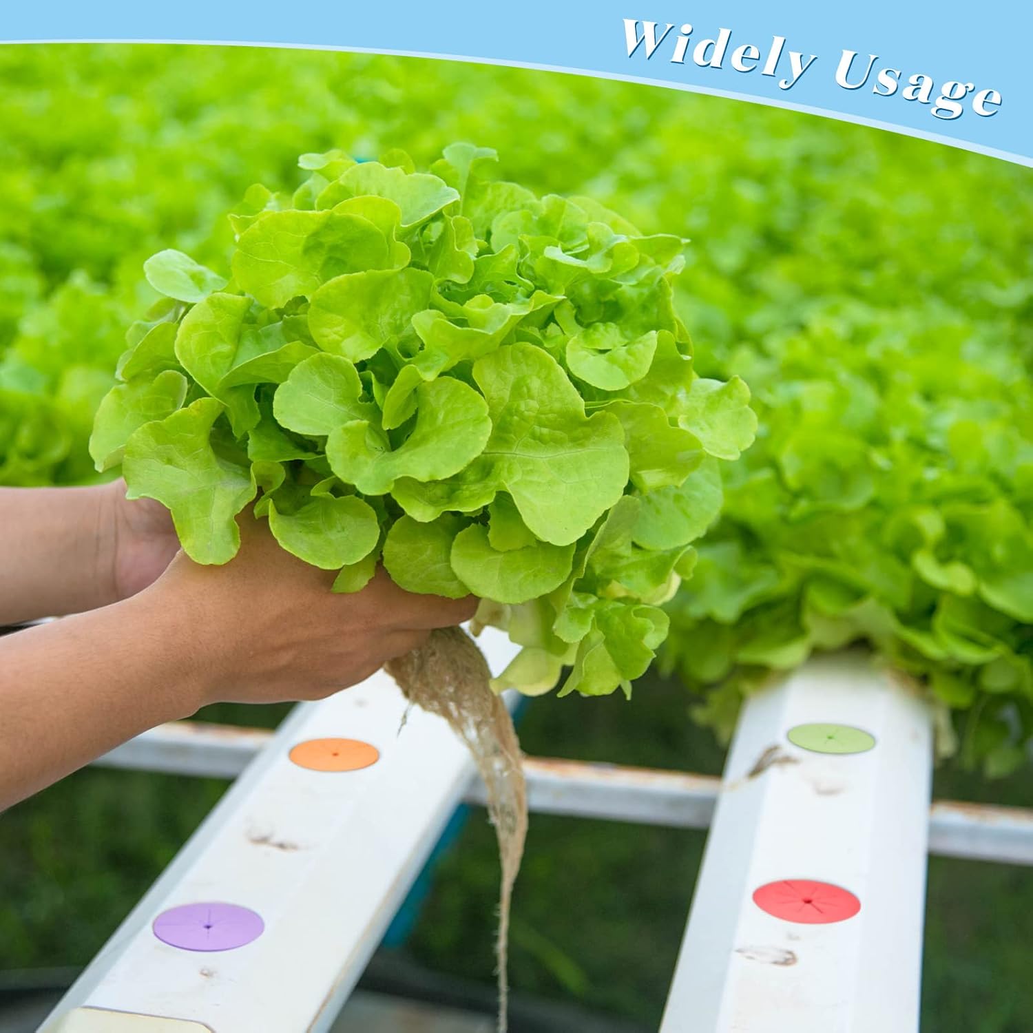 Lallisa 240 Pcs Clone Collars 2 Inch Foam Inserts for Hydroponic Cloning Machines Fits 2" Net Pots Reusable Collars for Hydroponics Plant Germination in DIY Cloner and Clone Machines (Multicolor)