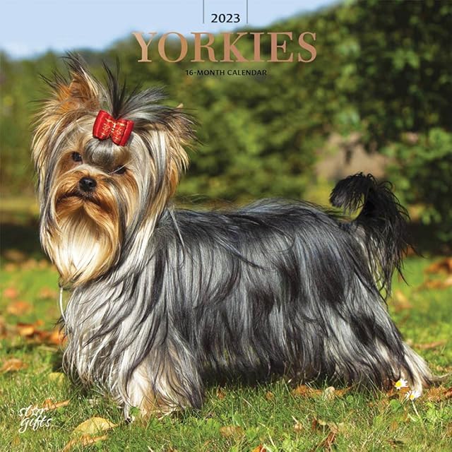 Yorkshire Terriers | 2023 12 x 24 Inch Monthly Square Wall Calendar | Foil Stamped Cover and Stickers | StarGifts | Animals Small Dog Breeds Yorkies DogDays