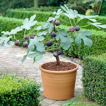 Turkish Brown Fig Tree Seeds, Dwarf Variety, 2 Packs of