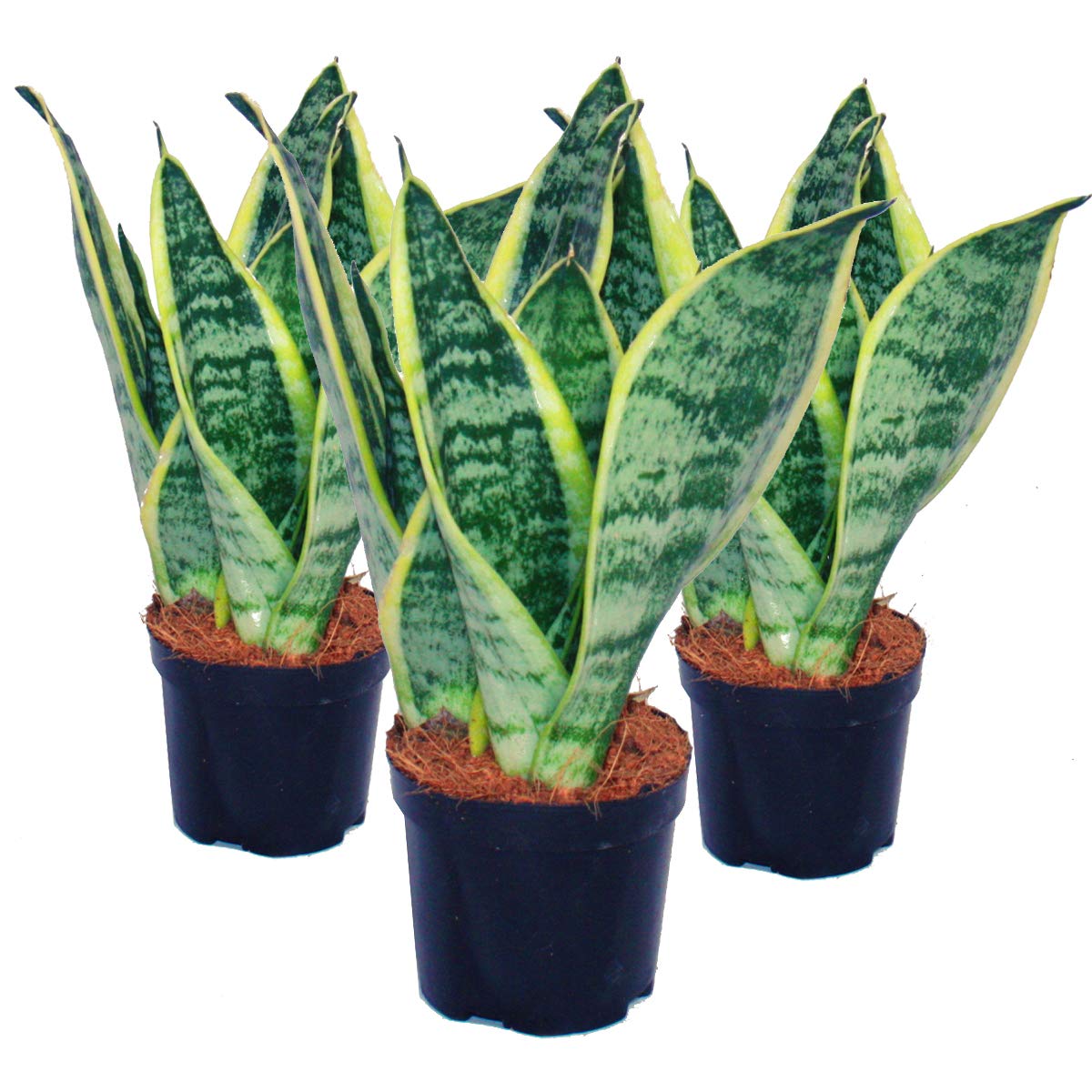 3er Set Sansevieria trifasciata - gelb-grner Bogenhanf - 9cm Topf :  Amazon.de: Garten