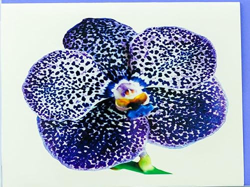 Miniatura 69 de Blooming Flowers – Orquídea Phalaenopsis – Tarjetas fotográficas de alta gama, pesadas y suaves, 8 con 10 sobres de colores, juego en caja
