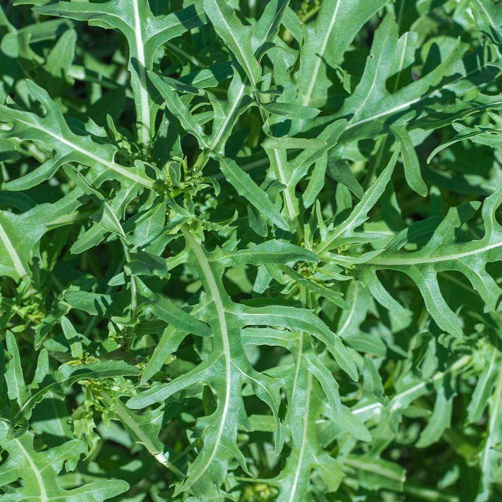 Wild Rocket Seeds – Rucola Selvatic – Heritage Italian Variety – Fast Growing, Peppery Flavour – Cut & Come Again Salad Leaves
