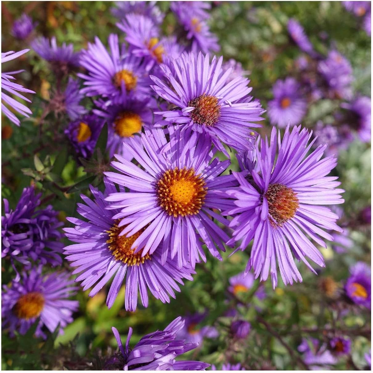 Everwilde Farms - 1/4 Lb New England Aster Native Wildflower Seeds - Gold Vault