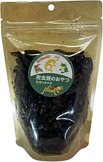 カメレオン用コオロギ（活き餌）