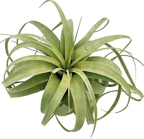 Miniatura 3 de Plantas de aire  Tillandsia Xerographica, gigante de 9-14 pulgadas  1 unidad  Llegada viva garantizada  Plantas de interior para decoración del