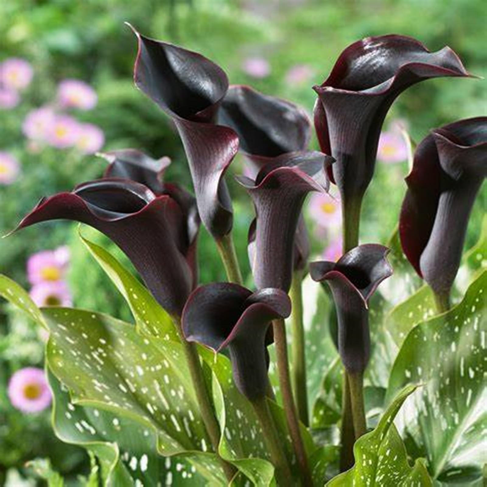 Calla Lily Bulbs for Planting Now UK Ornamental Perennial Excellent Display Plant Bulbs Greening Flower Good for Containers/Natural Organic Easy Plant-8bulbs-D