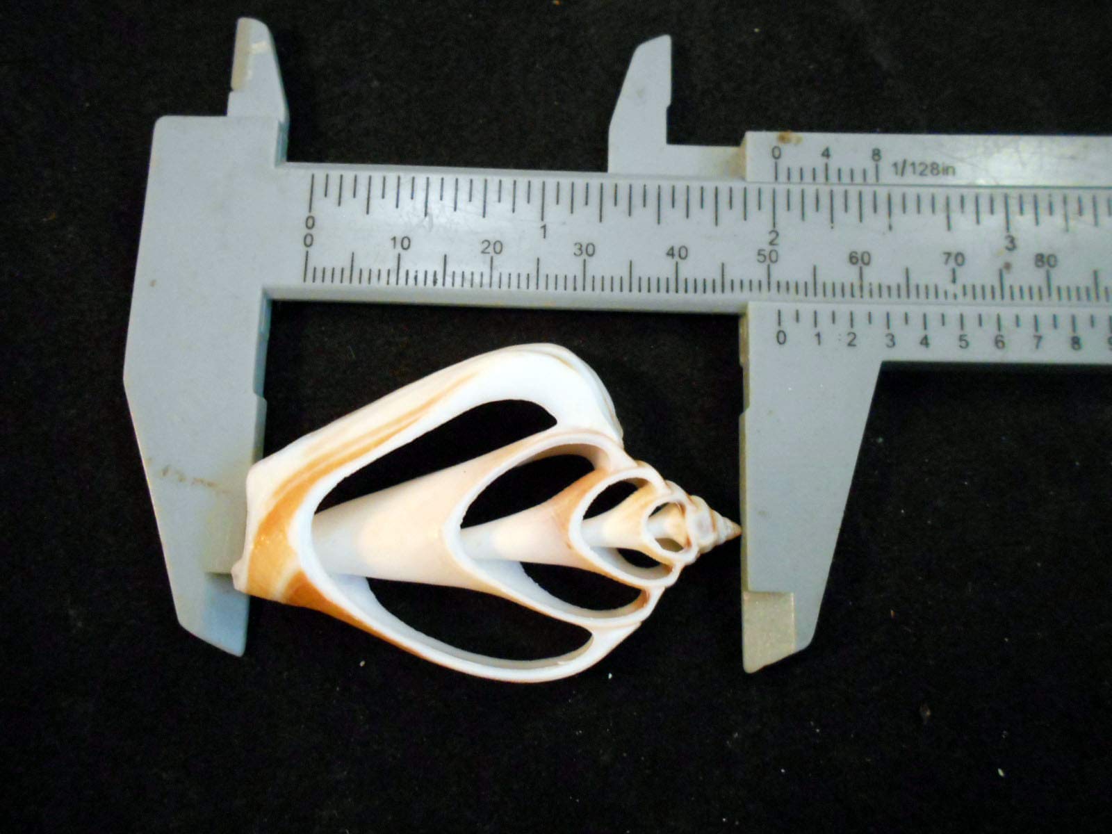 Set of 24 Center Cut Canarium Shells (2") Beach Crafts Coastal Cottage Decor Nautical Art Ornament Making Aquarium Deco - Image 3