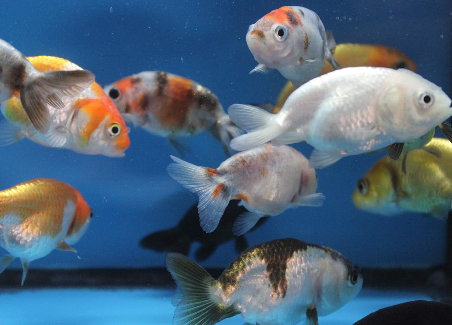 ranchu 5 Pack Live sm. Mixed Goldfish for Aquarium Fish Tank or Pond