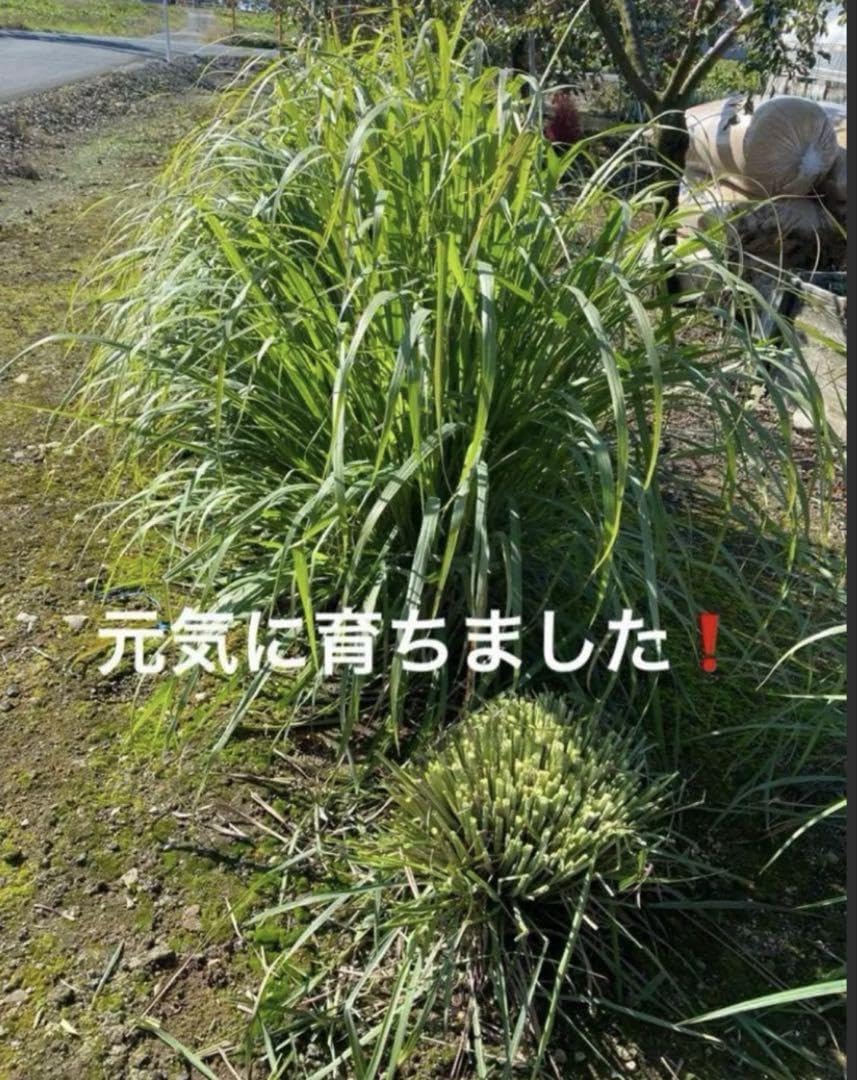 Amazon.co.jp: レモングラス 根 苗 5株 : DIY・工具・ガーデン