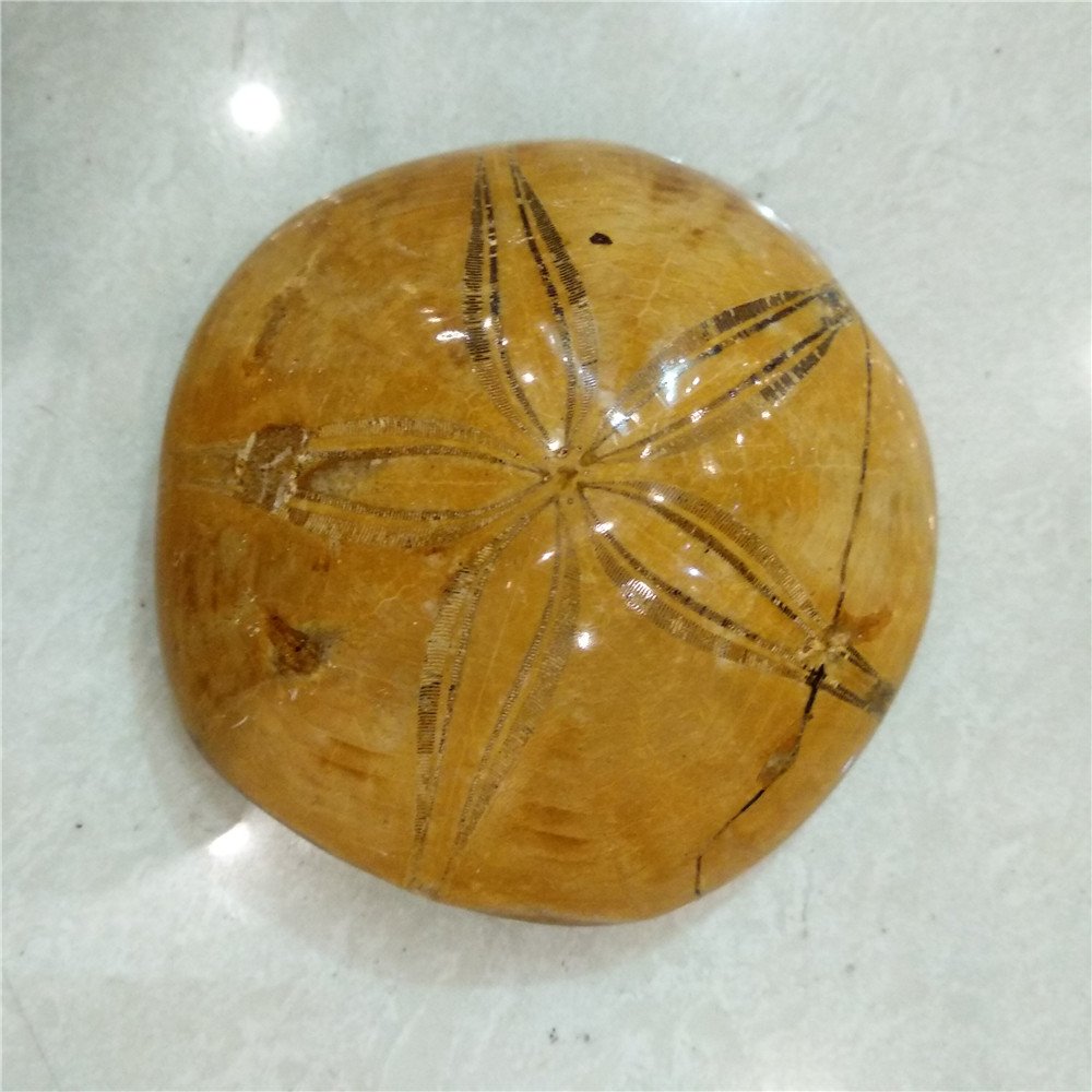 Rare SEA Urchin Star Fish Fossil Sand Dollar Fossil