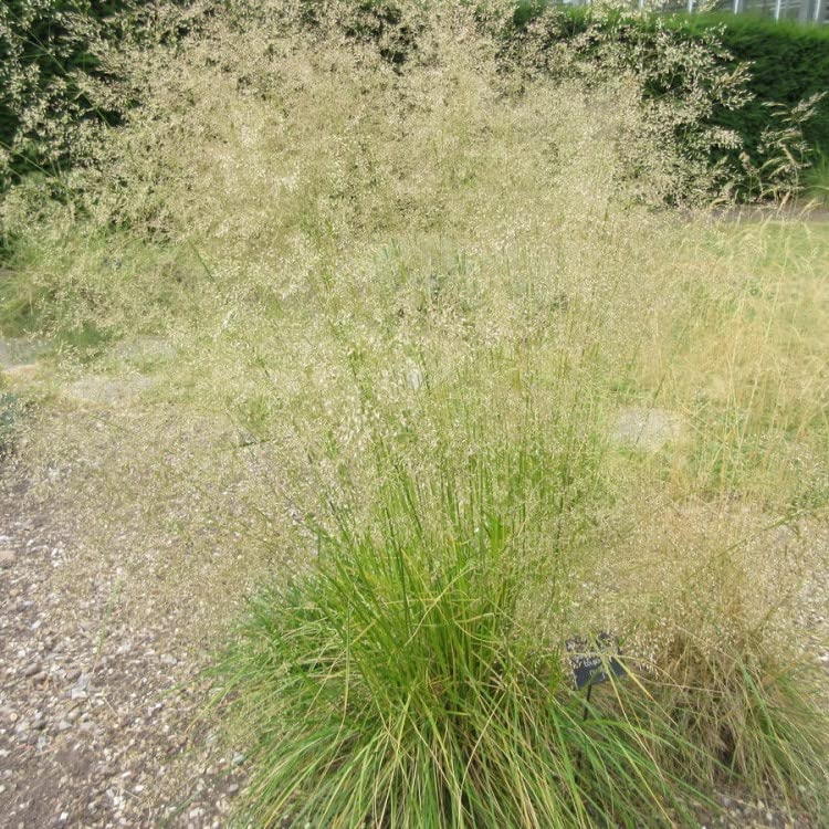 Tufted Hair Grass Ornamental Plug Plants Deschampsia Cespitosa in Peat Free Compost (Set of3)