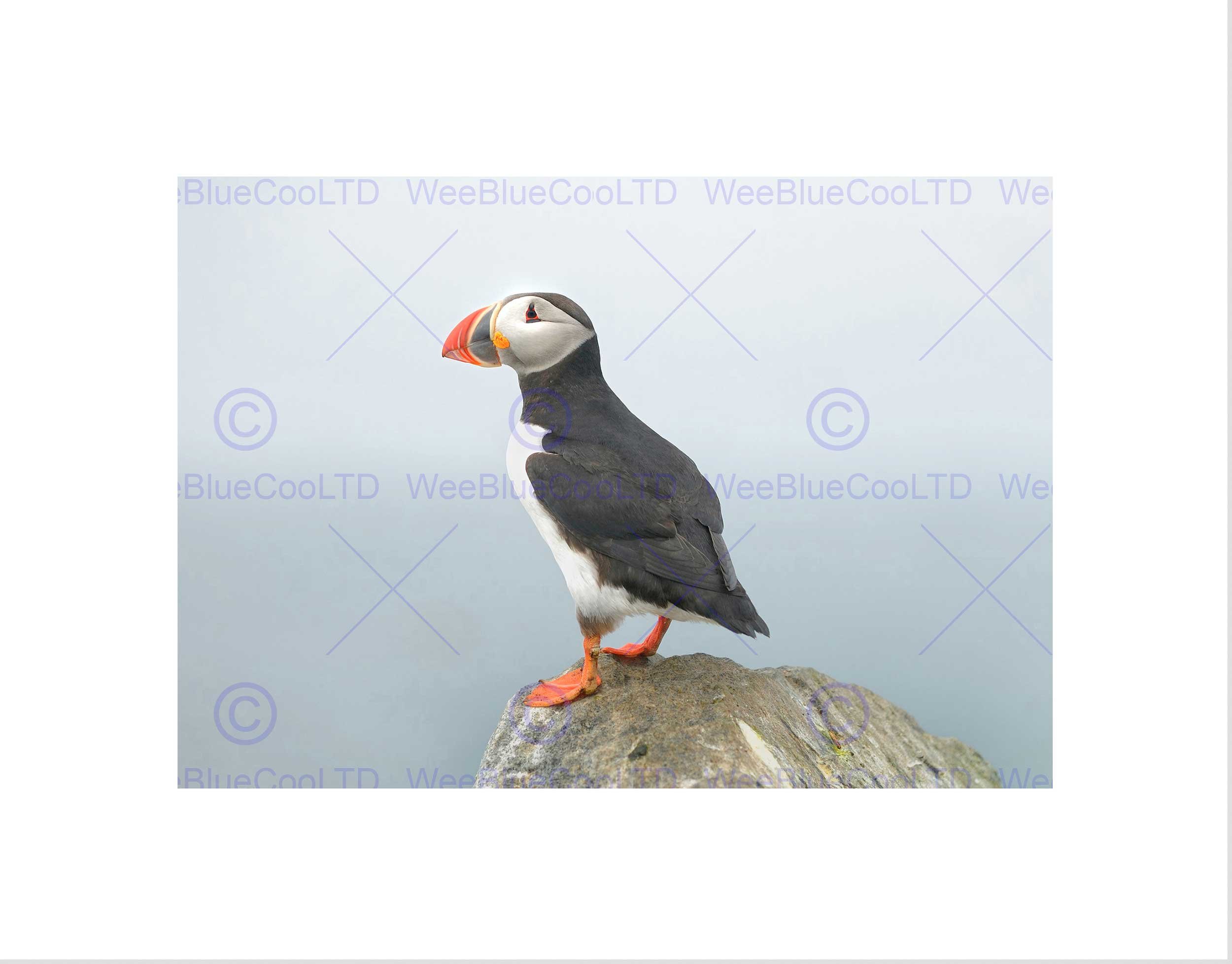 Wee Blue Coo Atlantic Puffin Bird Rock Sea Art Picture Wall Art Print