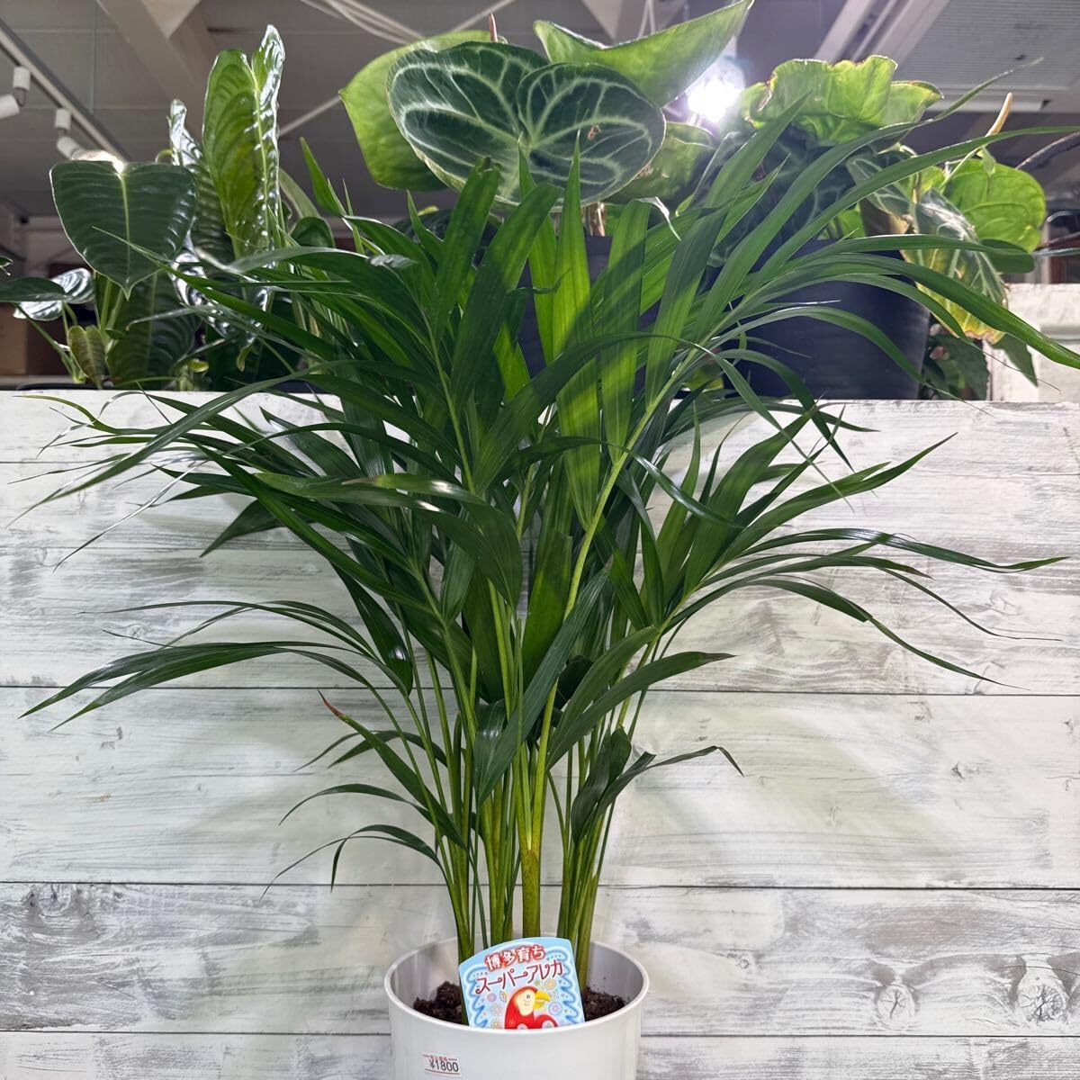 博多育ち スーパーアレカ スーパーアレカヤシ ① 6号 鉢底から約63cm 7月20日撮影現 豊中市より出