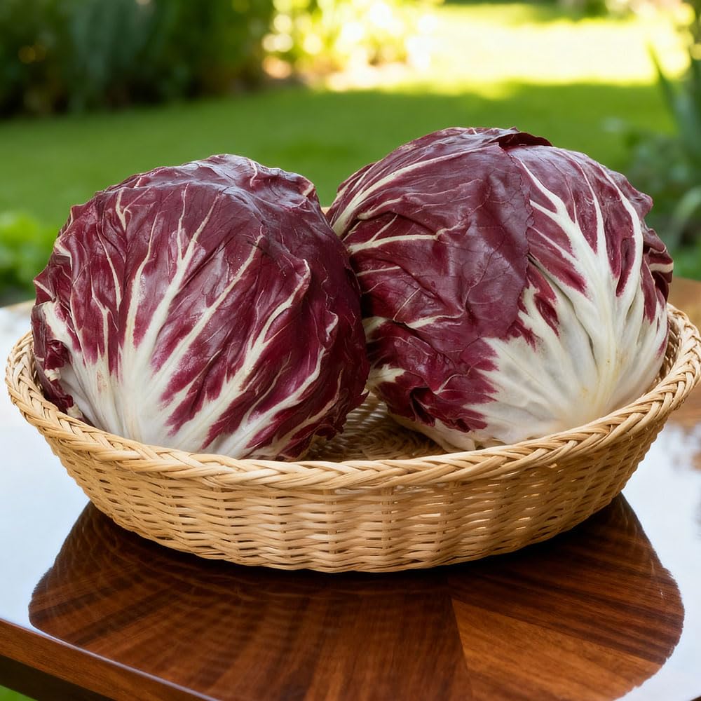 Leaf Chicory Seeds – Palla Rossa 6 (Marzatica) – Heritage Italian Radicchio Variety, Compact Red Heads, Crunchy Leaves & Rich Flavour
