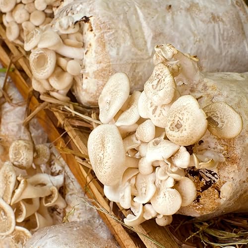 Miniatura 6 de Paquete de 25 bolsas de cultivo de hongos grandes, extragruesas, bolsas de crecimiento de 6 mil, 5.5 x 9.8 x 25.6 pulgadas, con filtro de 0.2