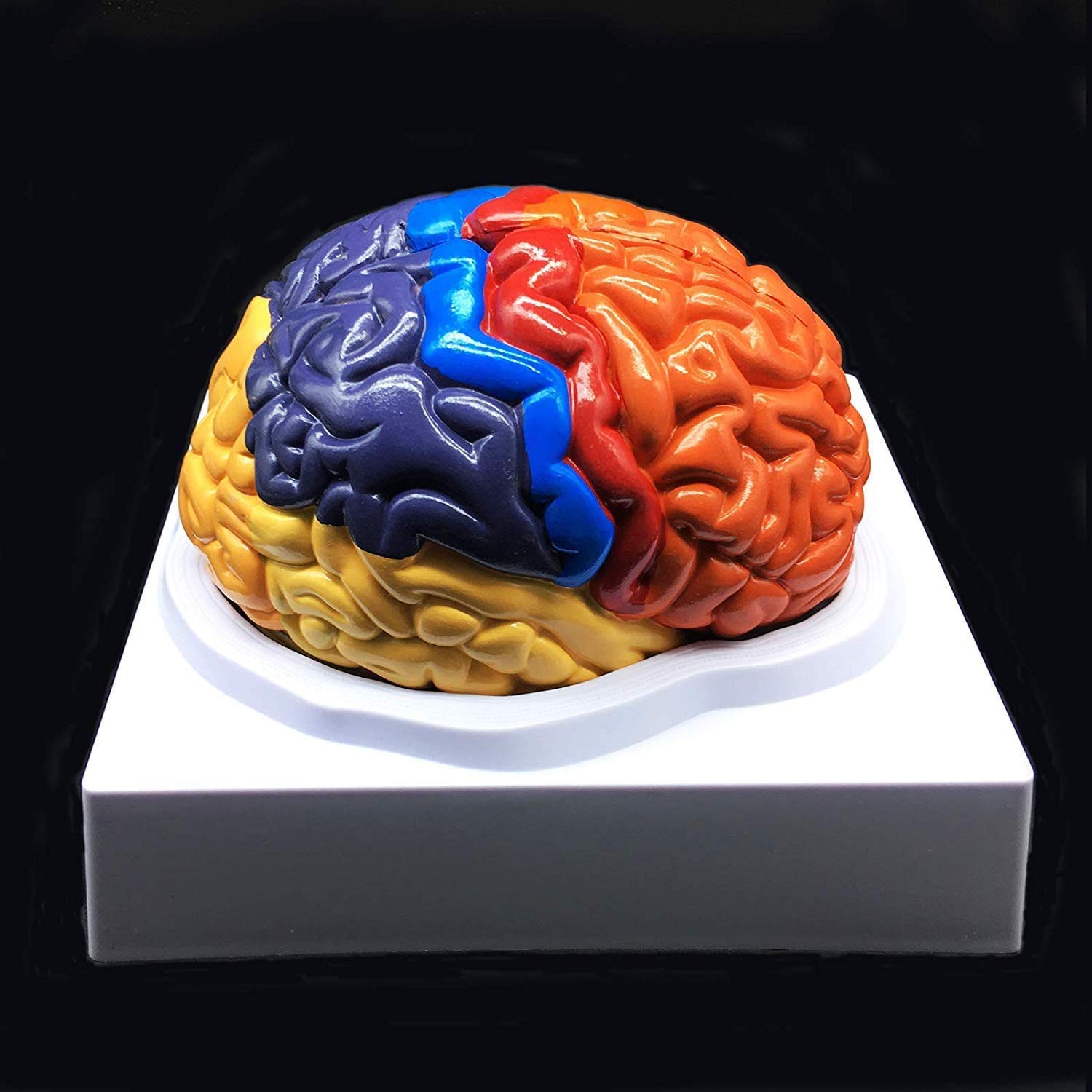Buy GaoFan Human Brain Model ColorCoded Partitioned Brain,Anatomically