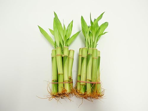 Miniatura 7 de Athena's Garden Tallos de bambú de la suerte con brote verde de 12 pulgadas, B-SS12