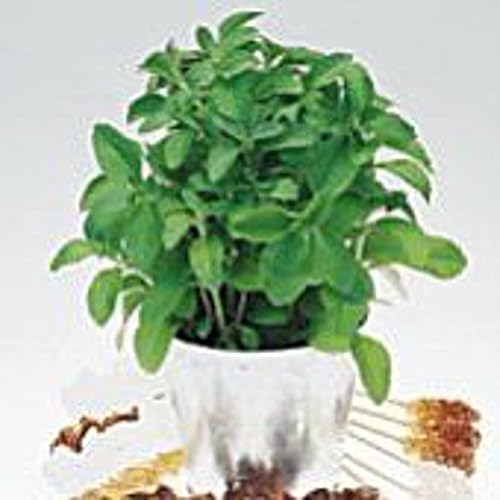 Semillas de stevia (más de 20 semillas)  Sin OGM  Semillas de flores de hierbas de frutas vegetales para plantar  Paquete de invernadero de jardín