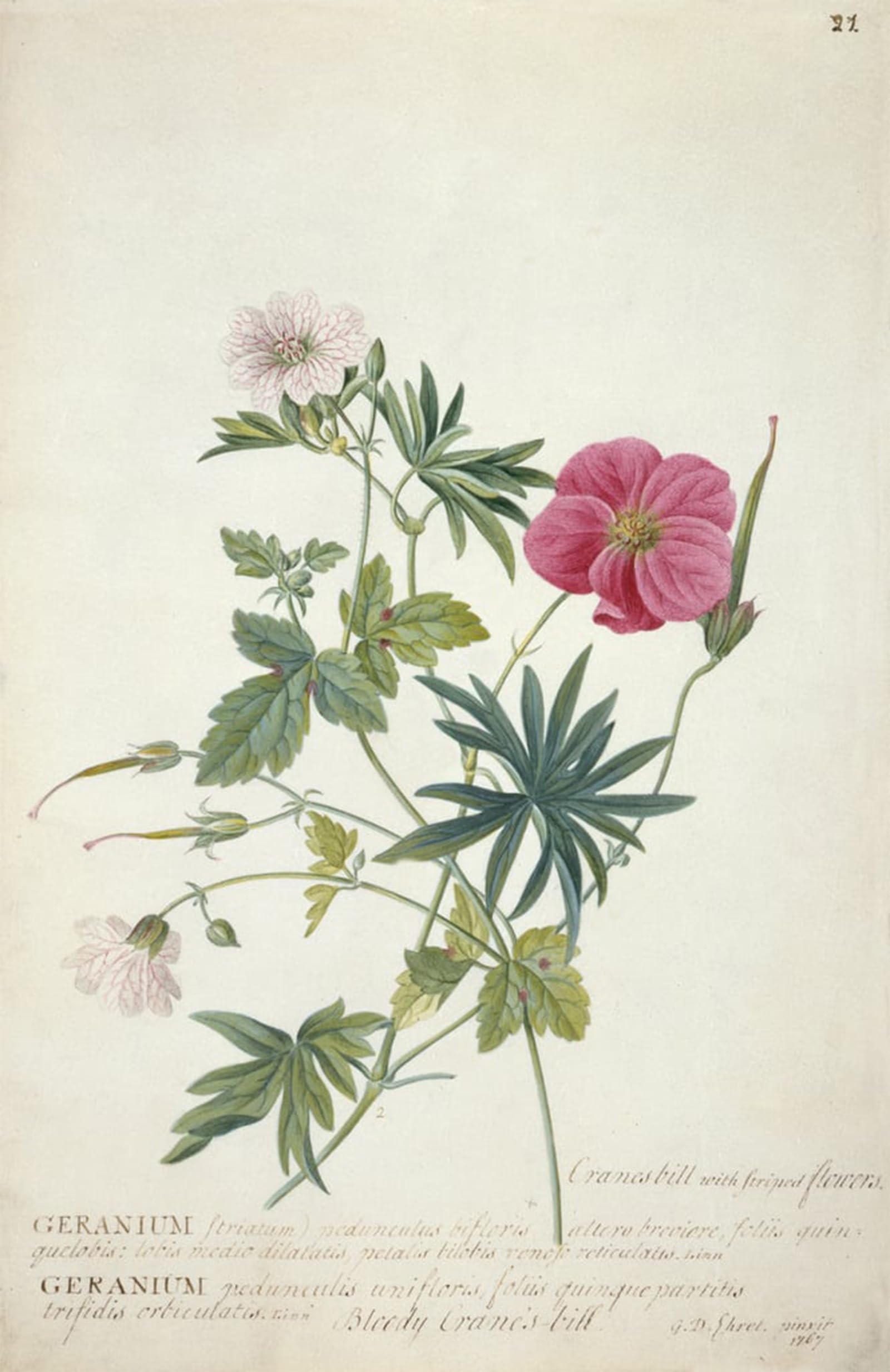 SERENDIPITP Vintage Wall Art Canvas Nordic Poster Canvas Print Picture Geranium Two Intertwined Stems of Different Species by Georg Dionysius Ehret Wall Art Poster for Home Decor 60x90cm