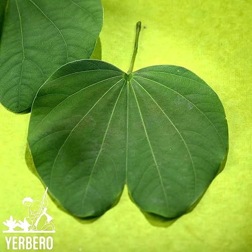 Vista 5 de Yerbero - Te Herbal Pata De Vaca Tamaños a Granel 8 oz (225gr) Té de hierbas (Hojas de Pie de Vaca, Bauhinia Forficata) Bolsa resellable de pie