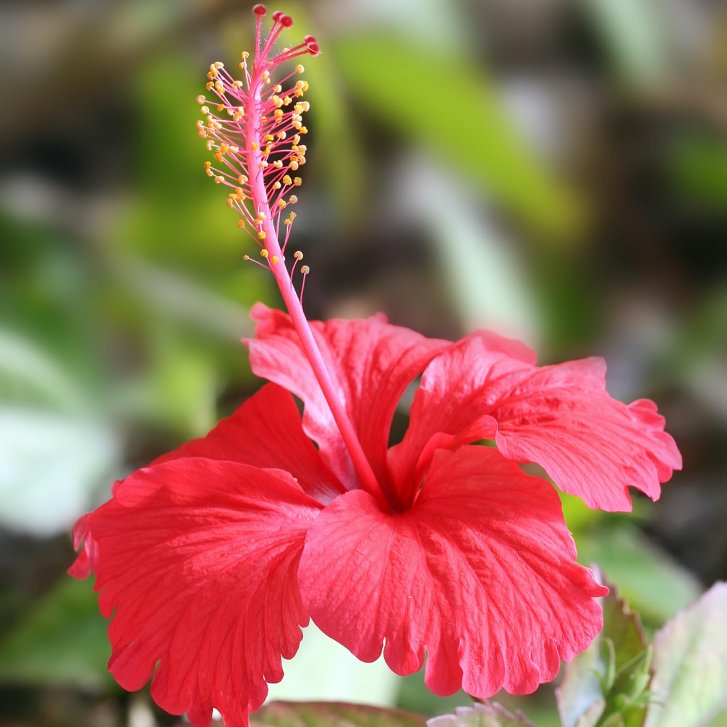 Hug A Plant | Hibiscus/Chembarathi/China rose/Shoeblack Plant (Any Colour) (Hibiscus rosa-sinensis) Flowering/Ornamental Live Plant (Home & Garden) (B0C964XJ9B) Amazon Price History, Amazon Price Tracker