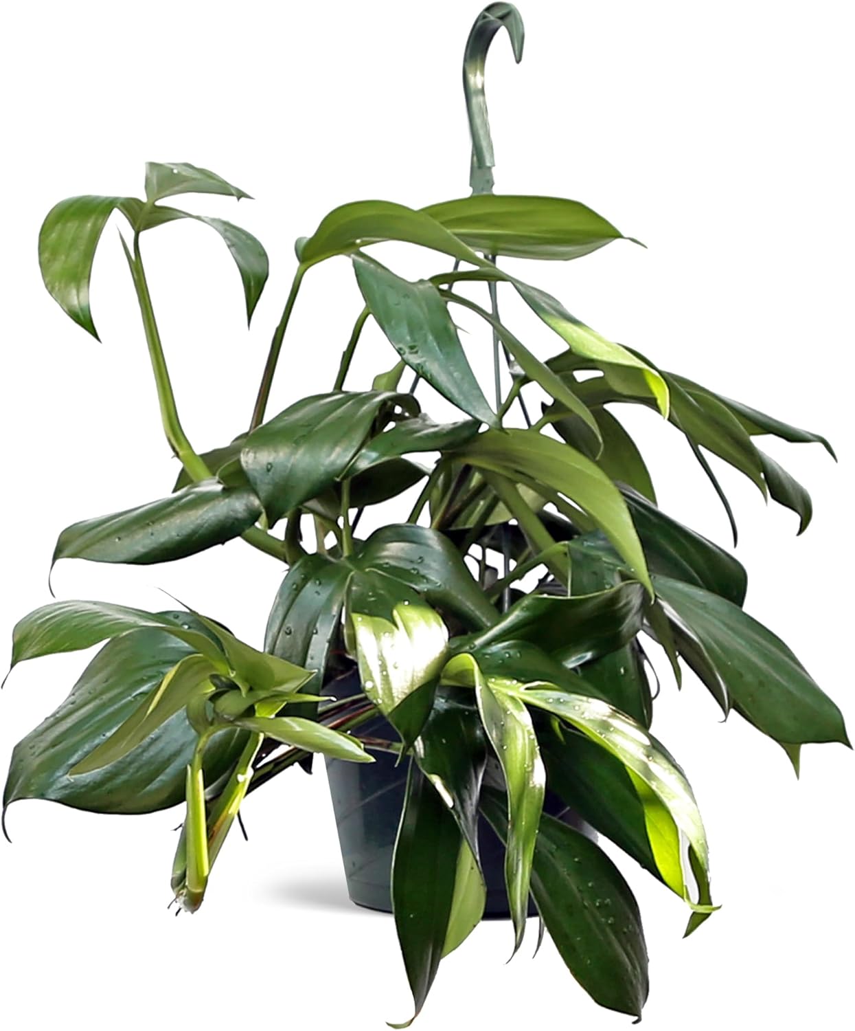 Live Philodendron Dragon Tail, Rare Houseplant, Birthday Gift, Plant Lover Gift, Housewarming Gift, Christmas Gift, Mother's Day Gift, Indoor Potted Plant, Plant Decoration in 8" Hanging Basket