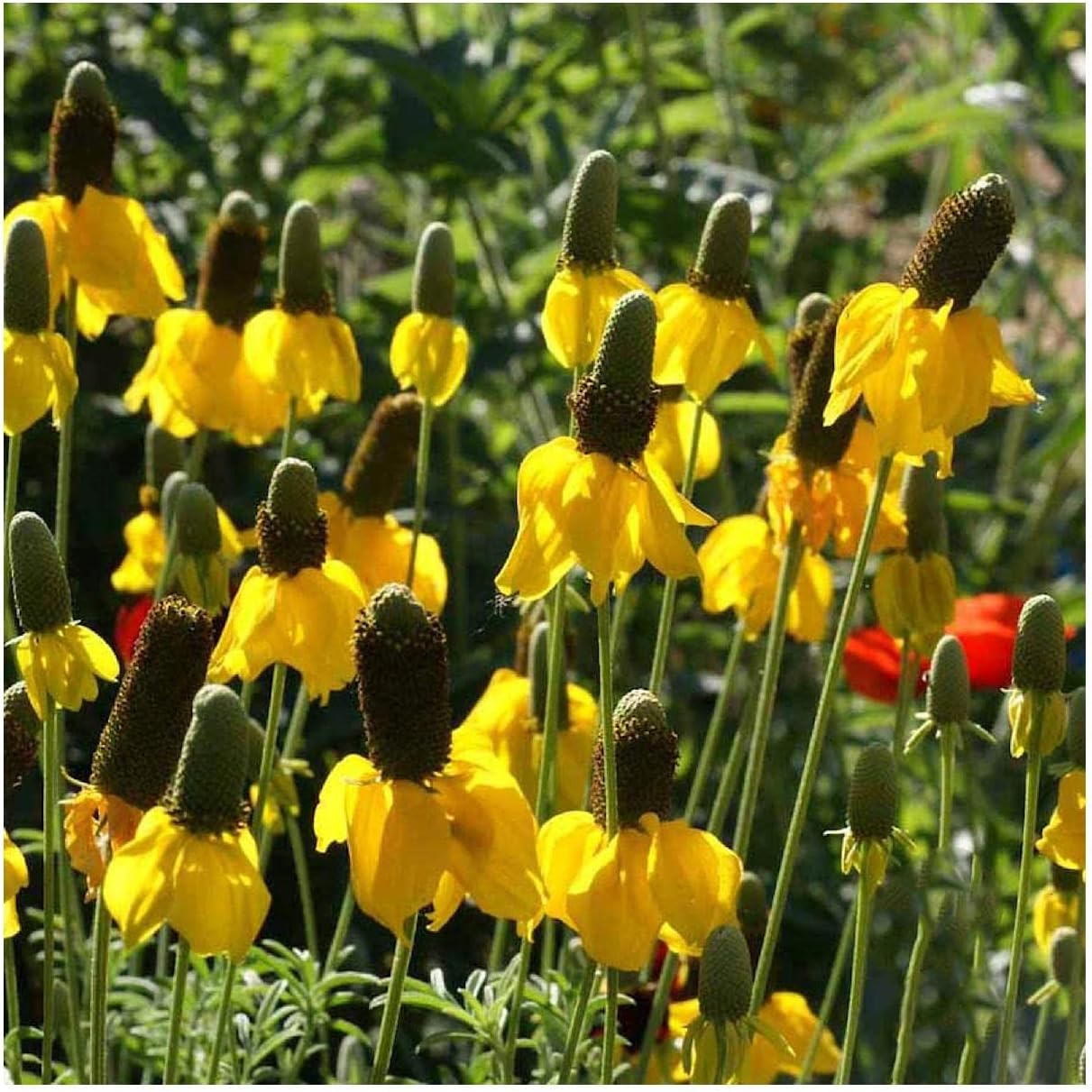 Everwilde Farms - 1 Lb Long-Headed Coneflower Native Wildflower Seeds - Gold Vault