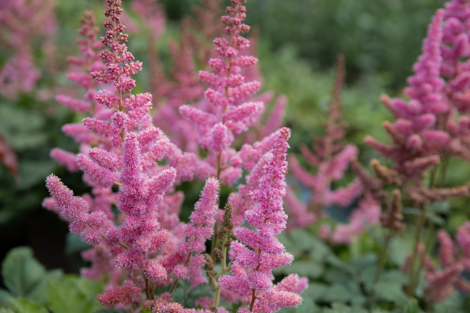Stauden Gänge 10 x Astilbe arendsii 'Astary Rose' Prachtspiere winterhart