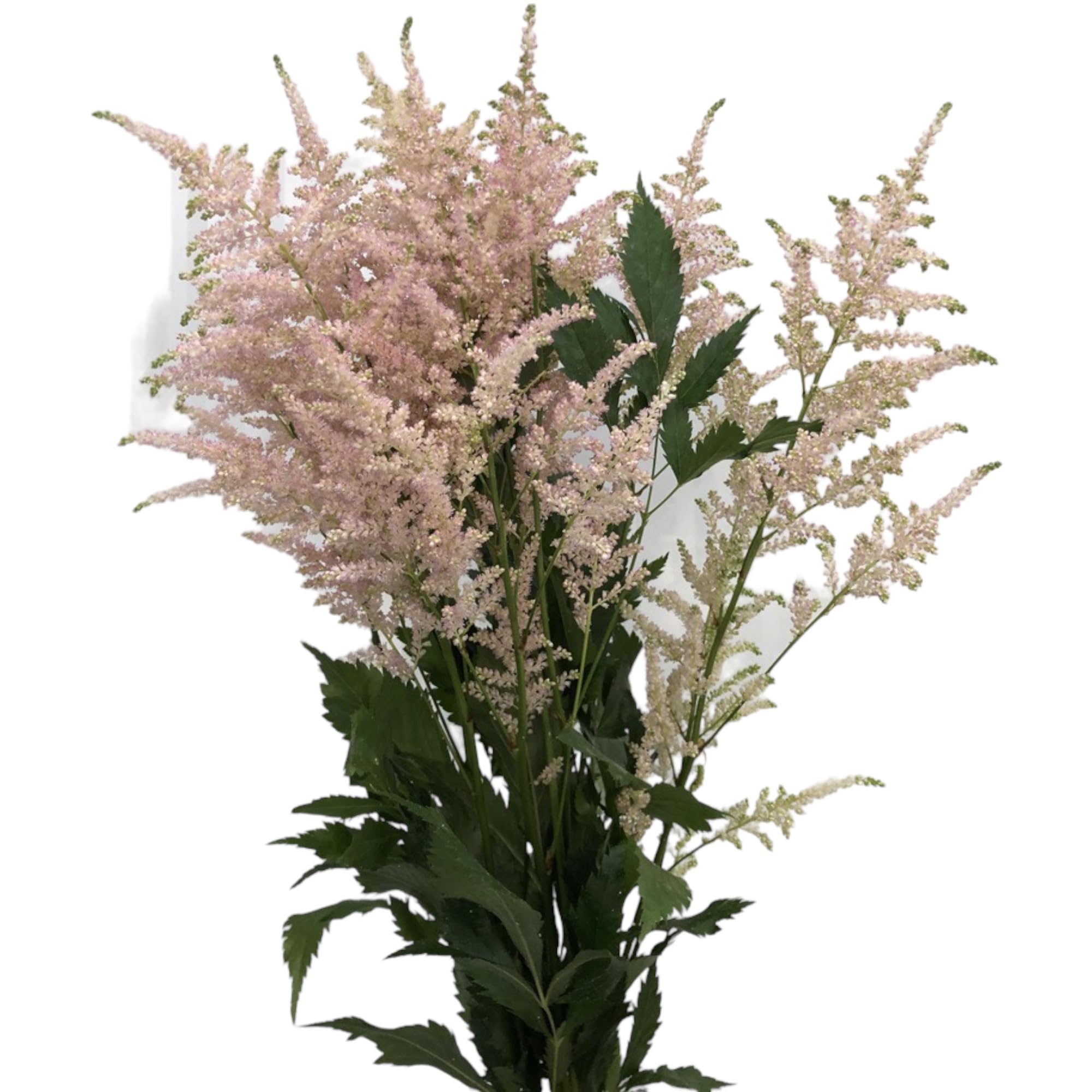 Amazon.com : Next-day delivery 20 Astilbe fresh Cut Flowers