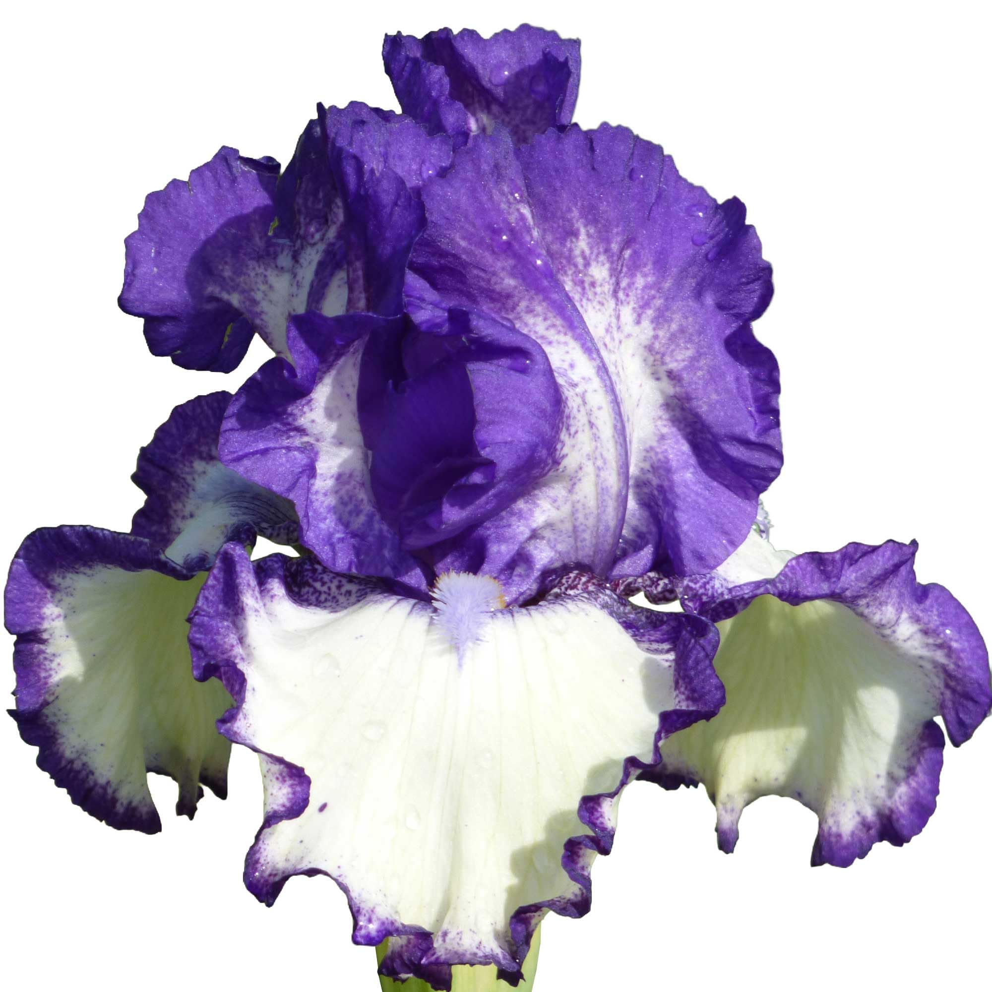 Another Chapter Bearded Iris Potted Plant