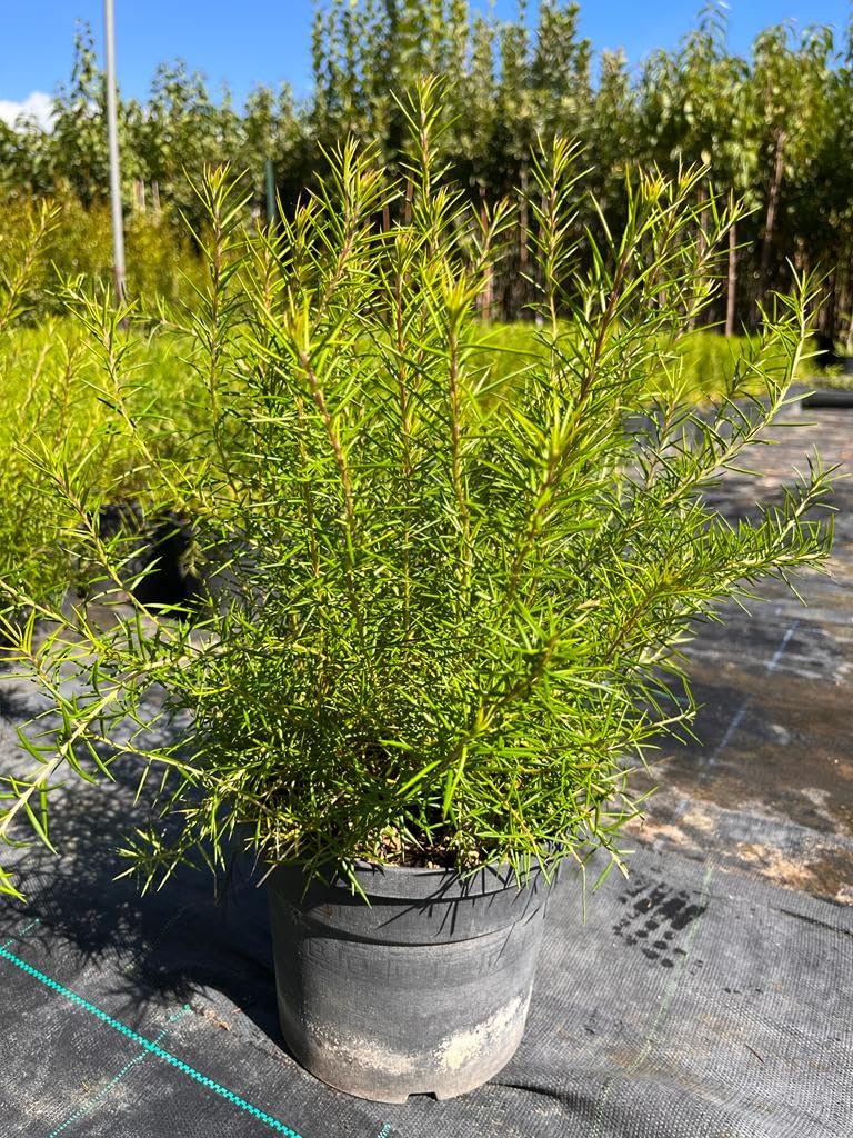 Grevillea rosmarinifolia, Piante per bordure e cespugli fioriti, vs18, grevillea