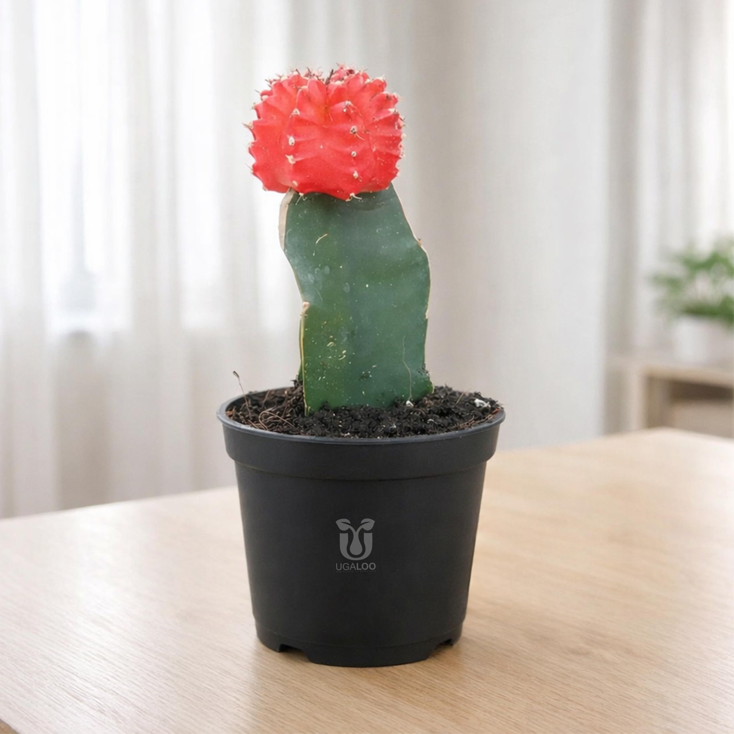 Yellow Moon Cactus Live Plant | Grafted Colorful Indoor Cactus for Home & Office | Low Maintenance Succulent Plant in Nursery Pot (Red)-image-18
