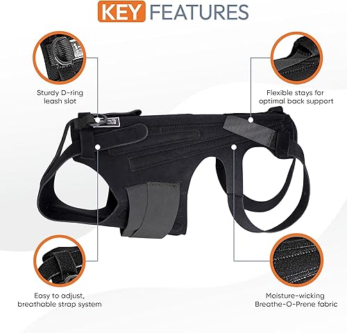 Miniatura 3 de L'il - Soporte de espalda para IVDD en perros pequeños, artritis, recuperación quirúrgica espinal, hernia de disco, disco deslizado, rehabilitación