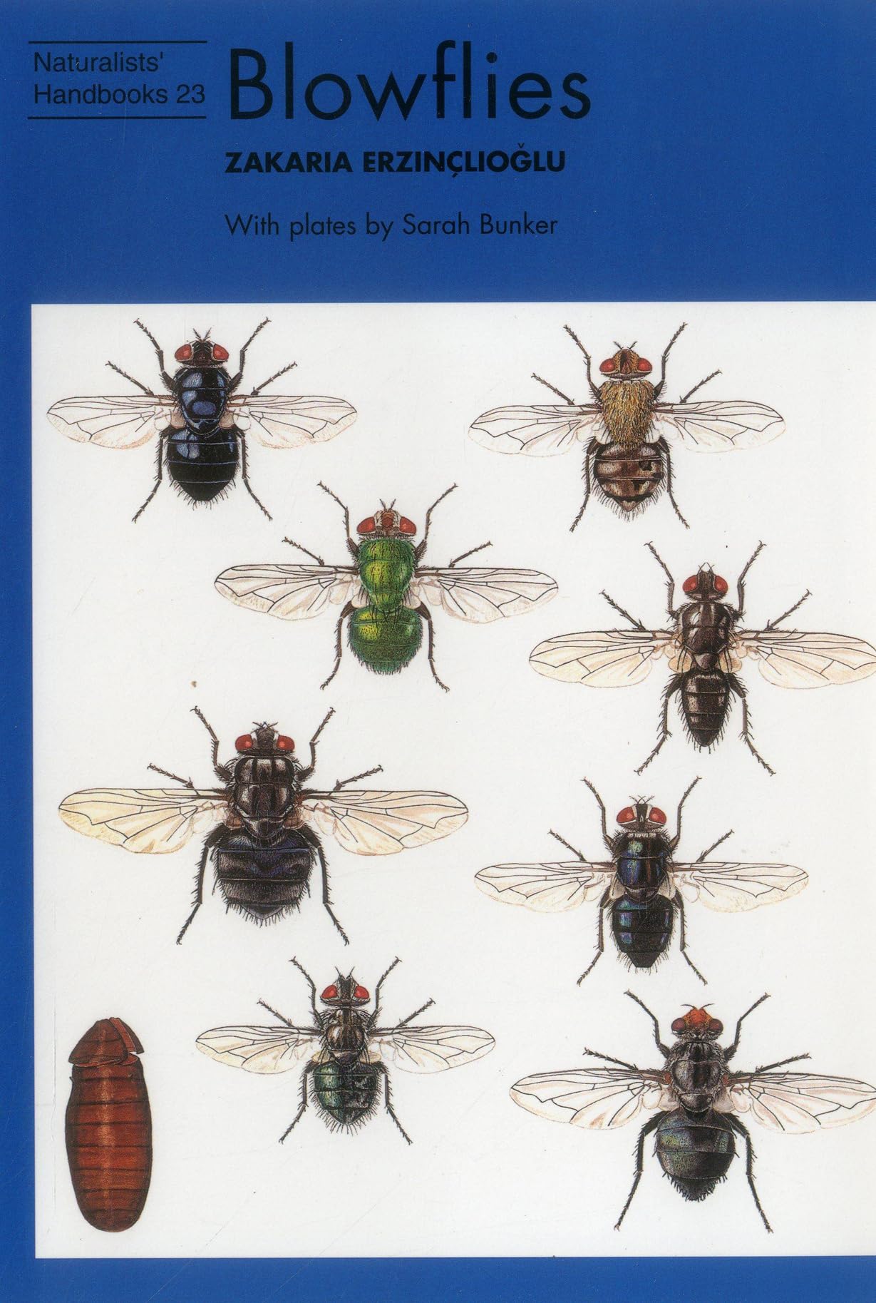 Blowflies (Naturalists' Handbook 23)