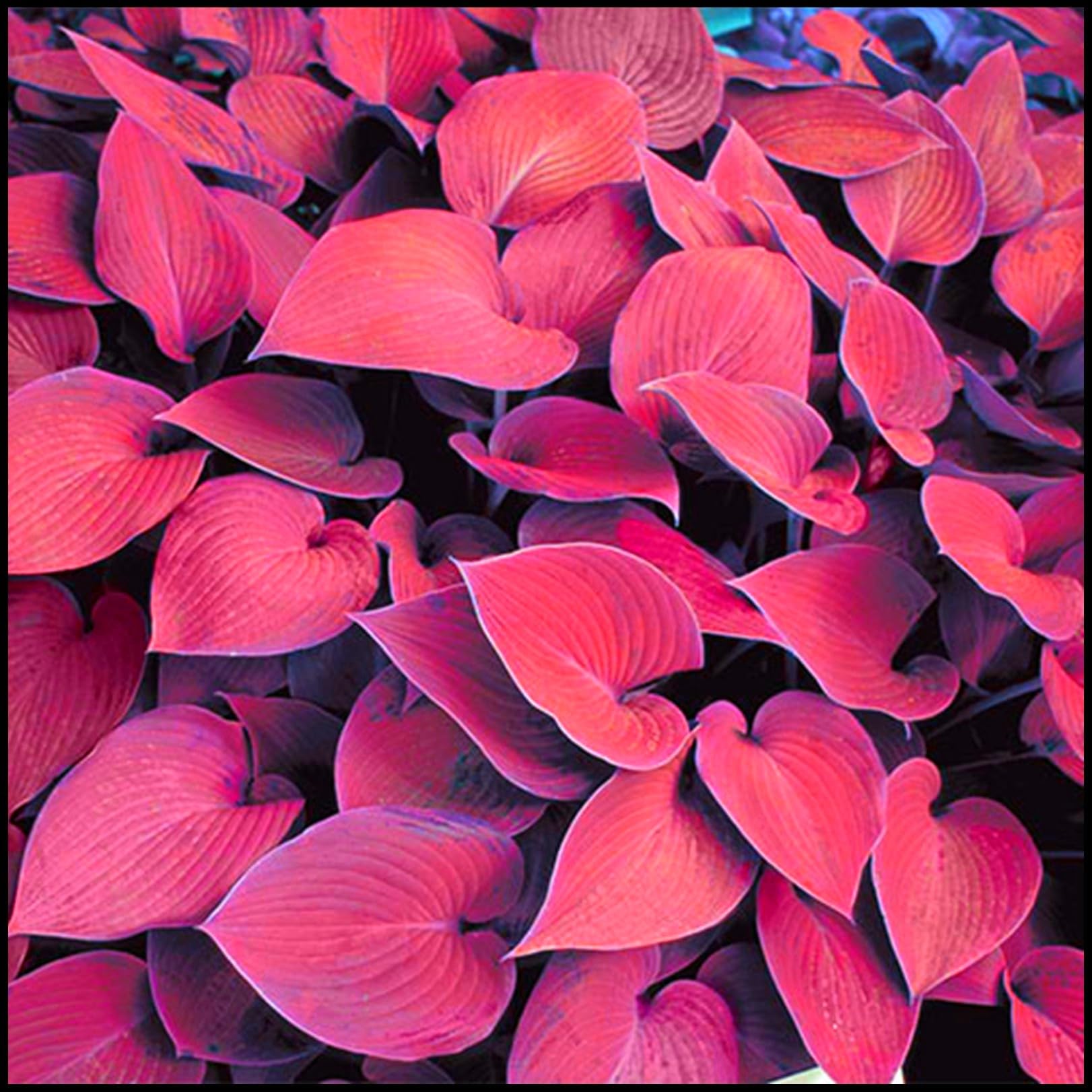 Excellent Display, Hosta Bulbs for Planting, Cut Flowers, Natural Organic, Wedding Flowers,Good for Containers-15 Bulbs-F