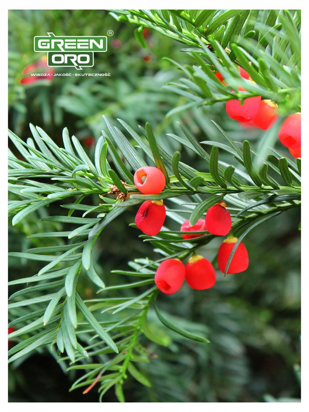 CHISSO MAGNESIUM 24KG Fertilizzante al magnesio contro l'ingiallimento per conifere come thuja e tasso